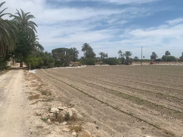 Finca rústica en Carretera de Elche a Casas del León, 30, Algoda-Matola-Llano de San José, Algoda-Matola-Llano de San José - Foto 3