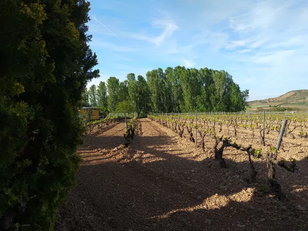 Finca rústica en Camino Viejo, 60 - Foto 8