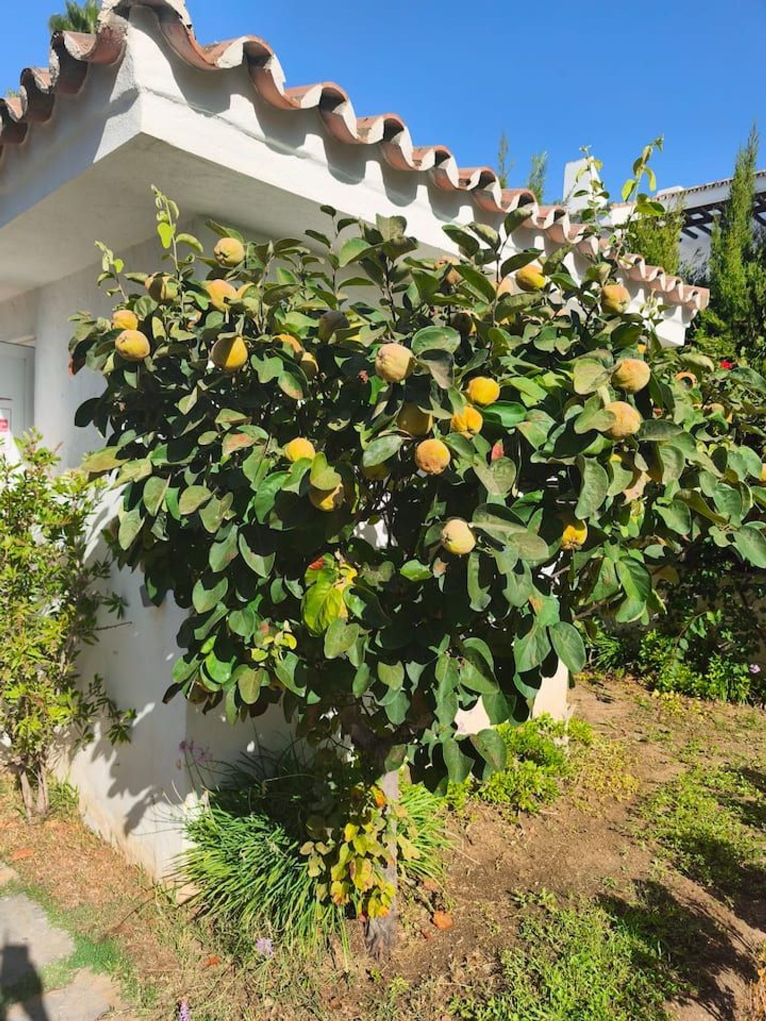 Piso en Urbanización Los Naranjos de Marbella, 5 FaseApto - Foto 24