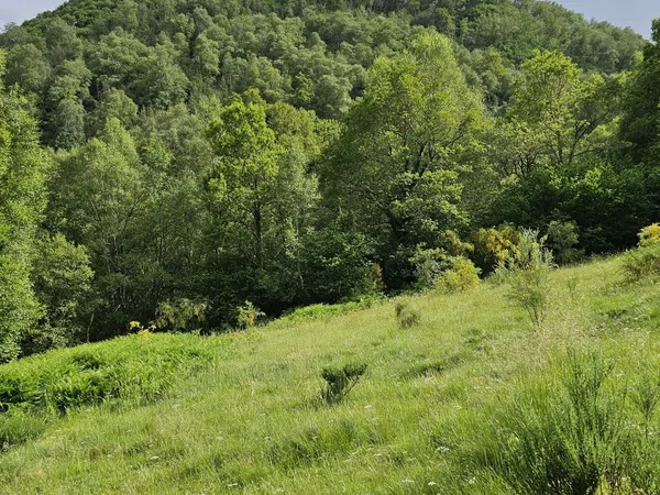 Finca rústica en o Teixedo s/n - Foto 2