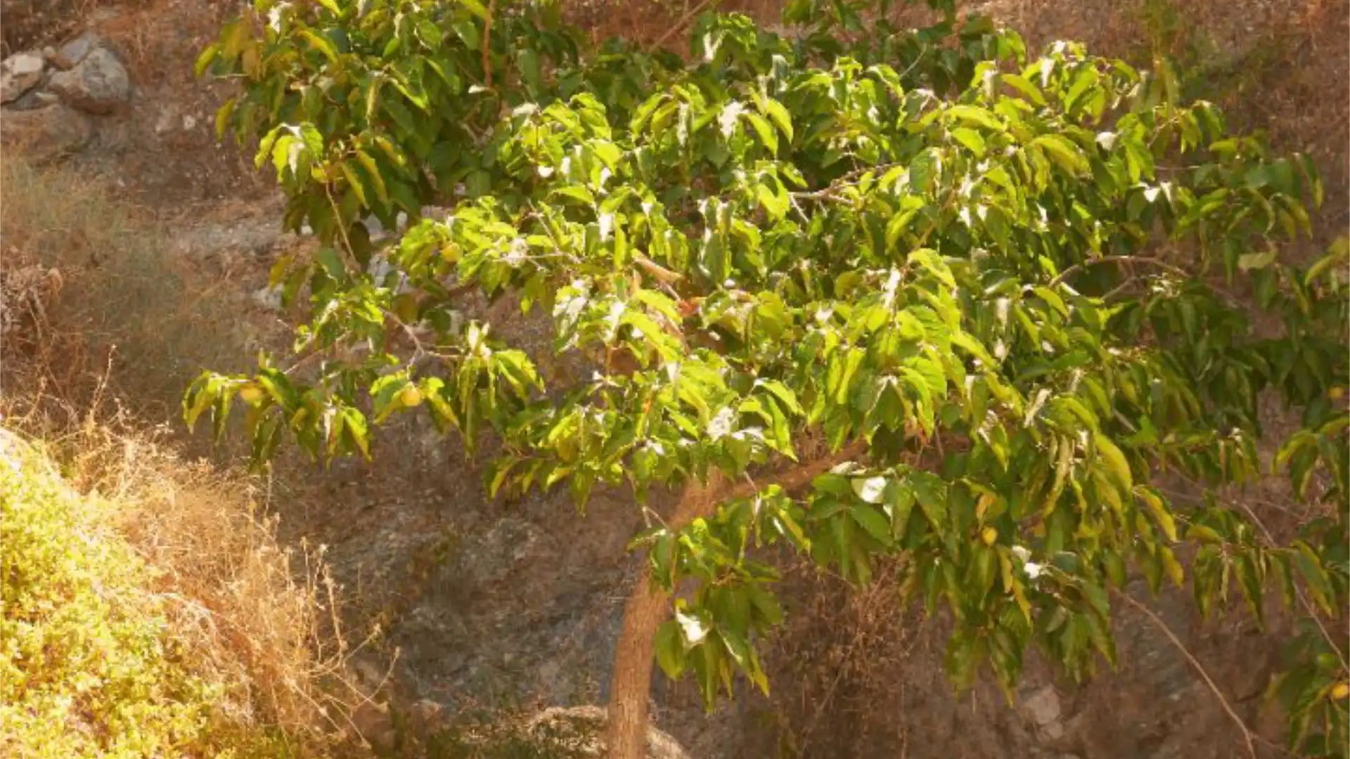 Finca rústica en  Carretera Ma-8300 a-7 a Casares 44 - Foto 5