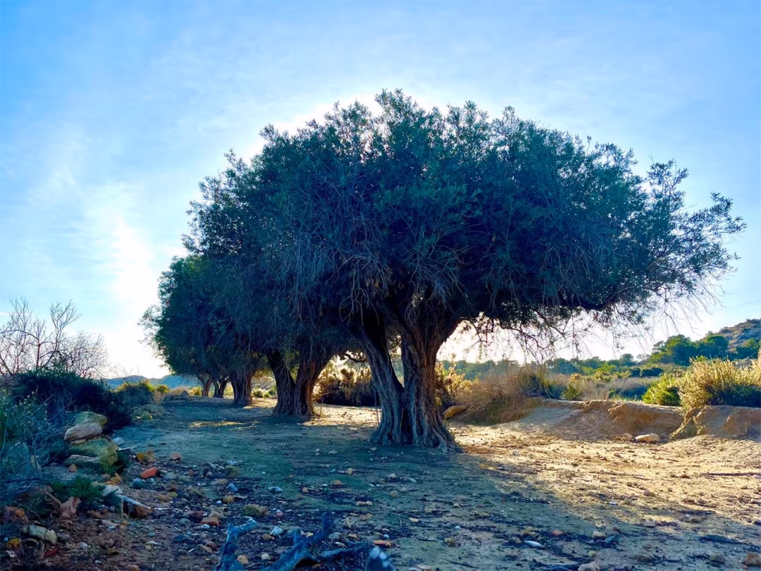 Finca rústica en  Camino Viejo de Saladas 10 - Foto 16