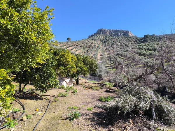 Cortijo en Via Sin Nombre s/n - Foto 8