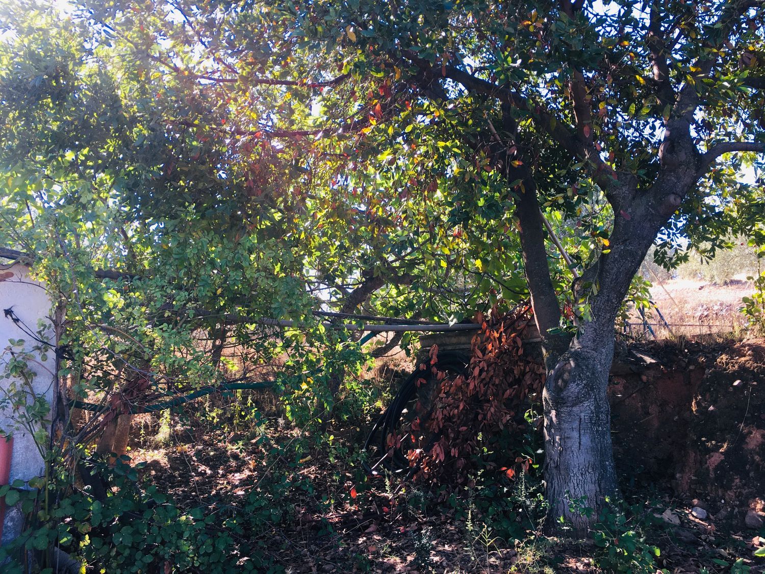 Finca rústica en Camino de las Alcobillas s/n - Foto 4