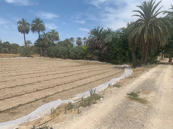 Finca rústica en Carretera de Elche a Casas del León, 30, Algoda-Matola-Llano de San José, Algoda-Matola-Llano de San José - Foto 13