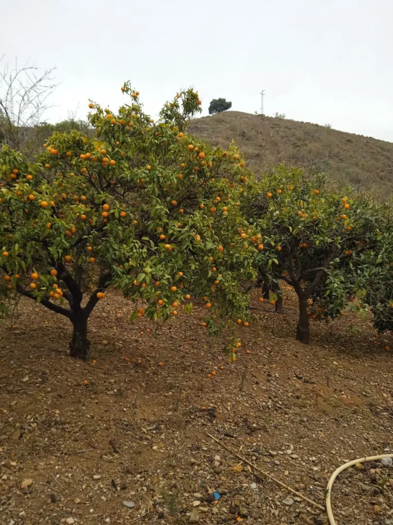 Finca rústica en  Calle Atlántida 242 - Foto 11