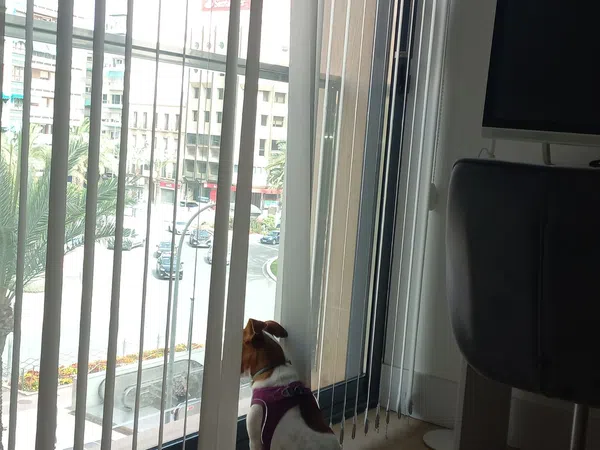 Piso en Avenida General Marvá, 3, Ensanche-Diputación - Foto 3