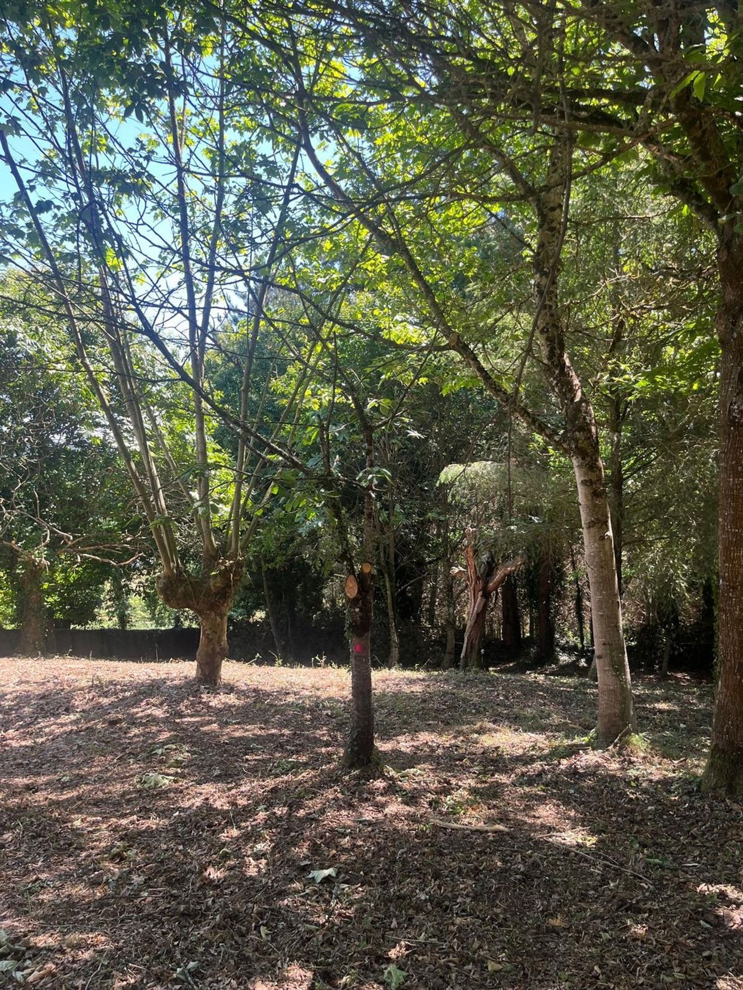 Finca rústica en Suelo polígono 149, 84, O Carme - Recatelo, O Carme - Recatelo - Foto 6