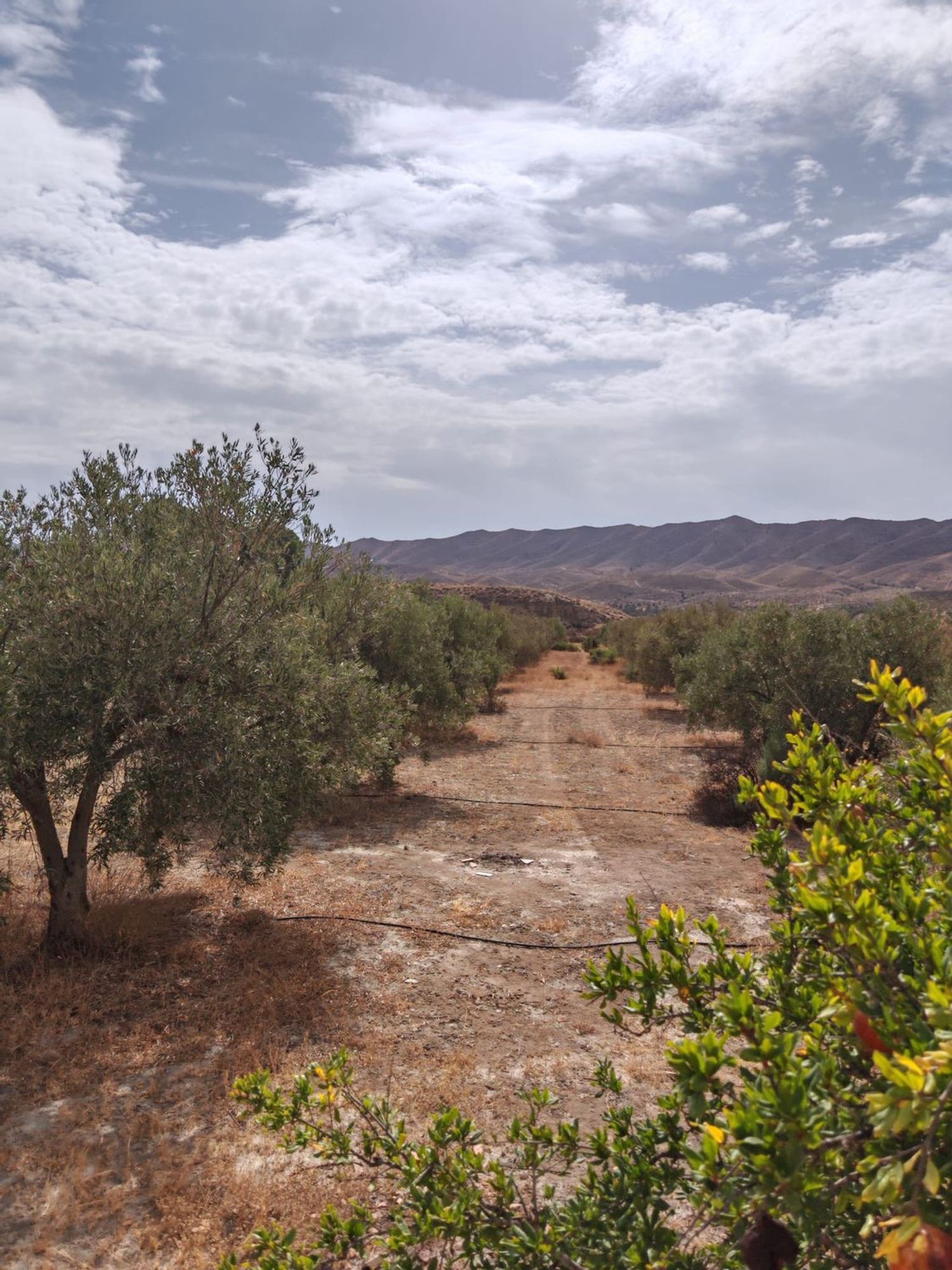 Finca rústica en Marchales (Tabernas), 45 poligono - Foto 6