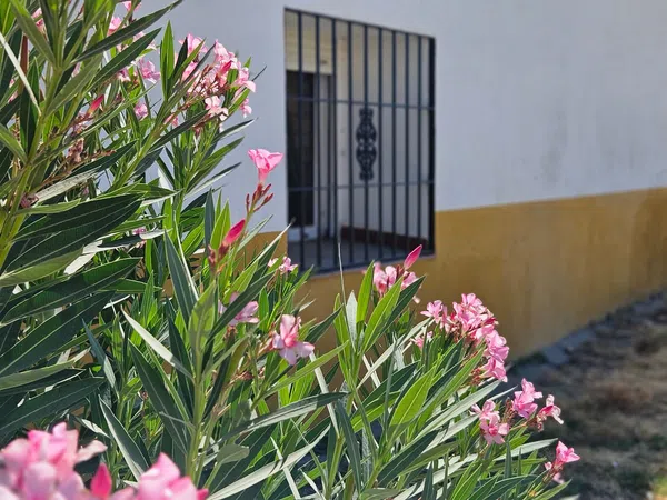 Finca rústica en Pilar de Cordoba s/n - Foto 10