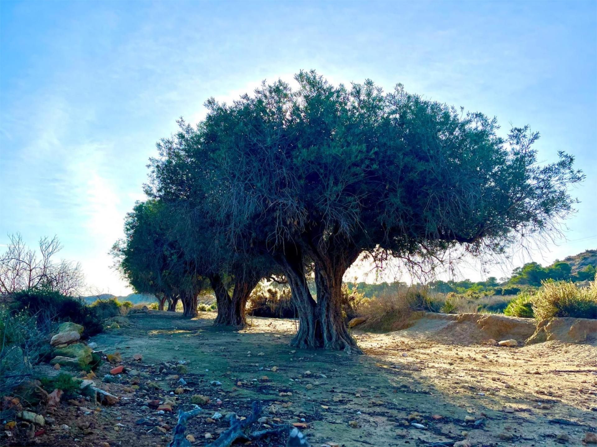 Finca rústica en  Camino Viejo de Saladas 10 - Foto 16