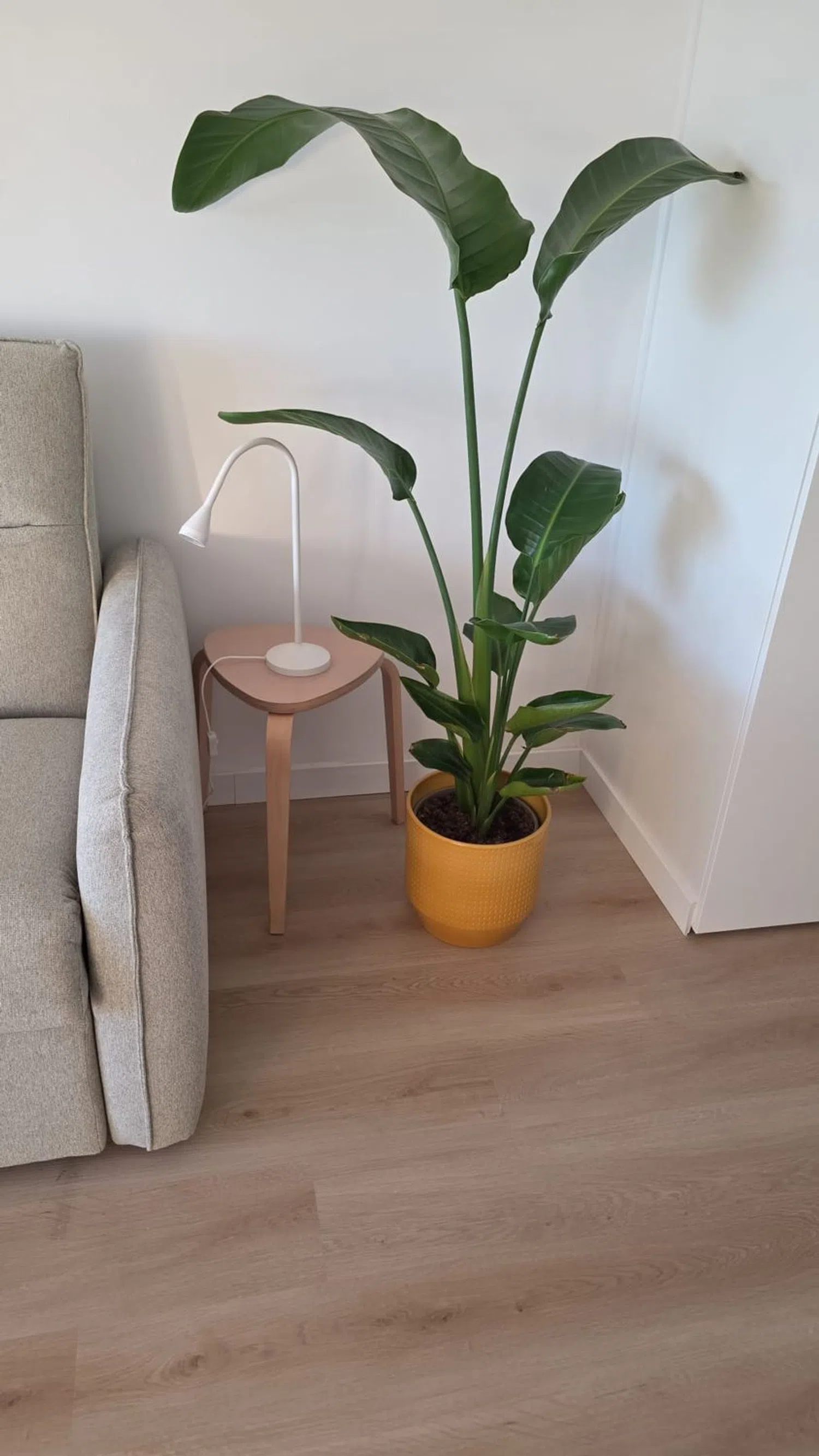 Estudio en calle de Miquel Rosselló i Alemany, 51 - Foto 7