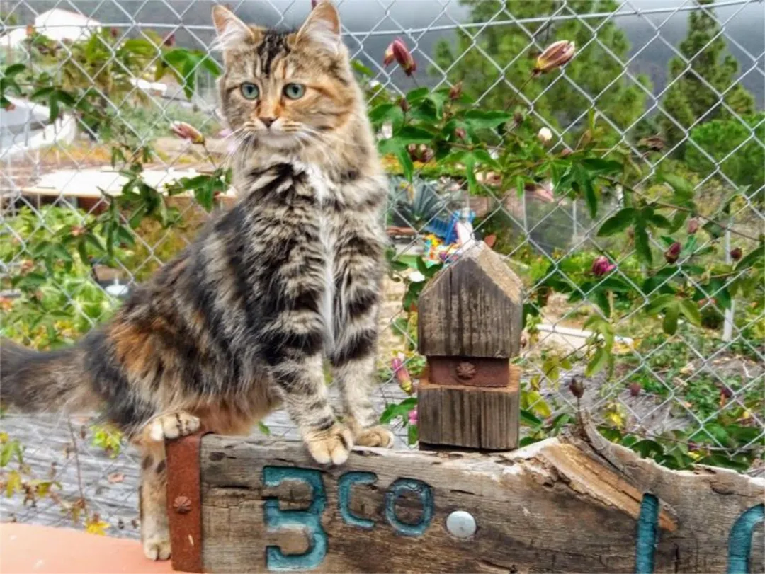 Finca rústica en calle Calle Espíritu Santo 15 - Foto 21