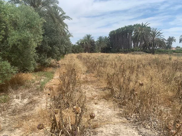 Finca rústica en Carretera de Elche a Casas del León, 30, Algoda-Matola-Llano de San José, Algoda-Matola-Llano de San José - Foto 16