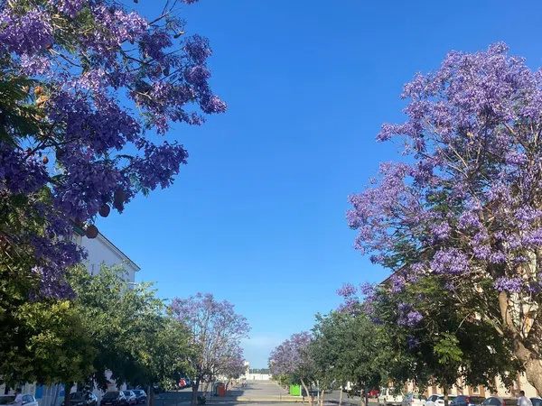 Piso en Avenida de la Feria, 7 - Foto 5