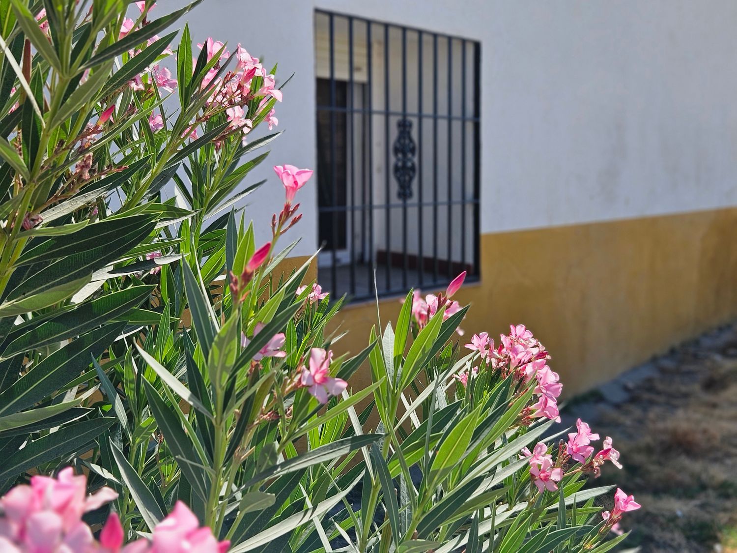 Finca rústica en Pilar de Cordoba s/n - Foto 10
