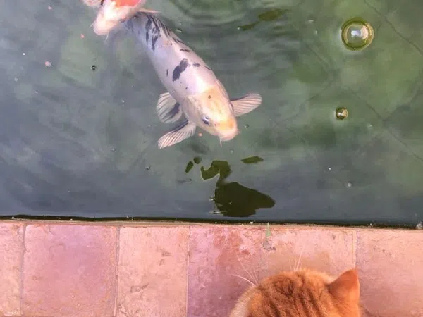 Estudio en calle del Ter, 31 - Foto 10