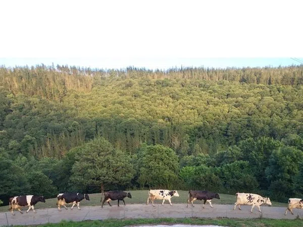 Finca rústica en Tineo - Foto 26