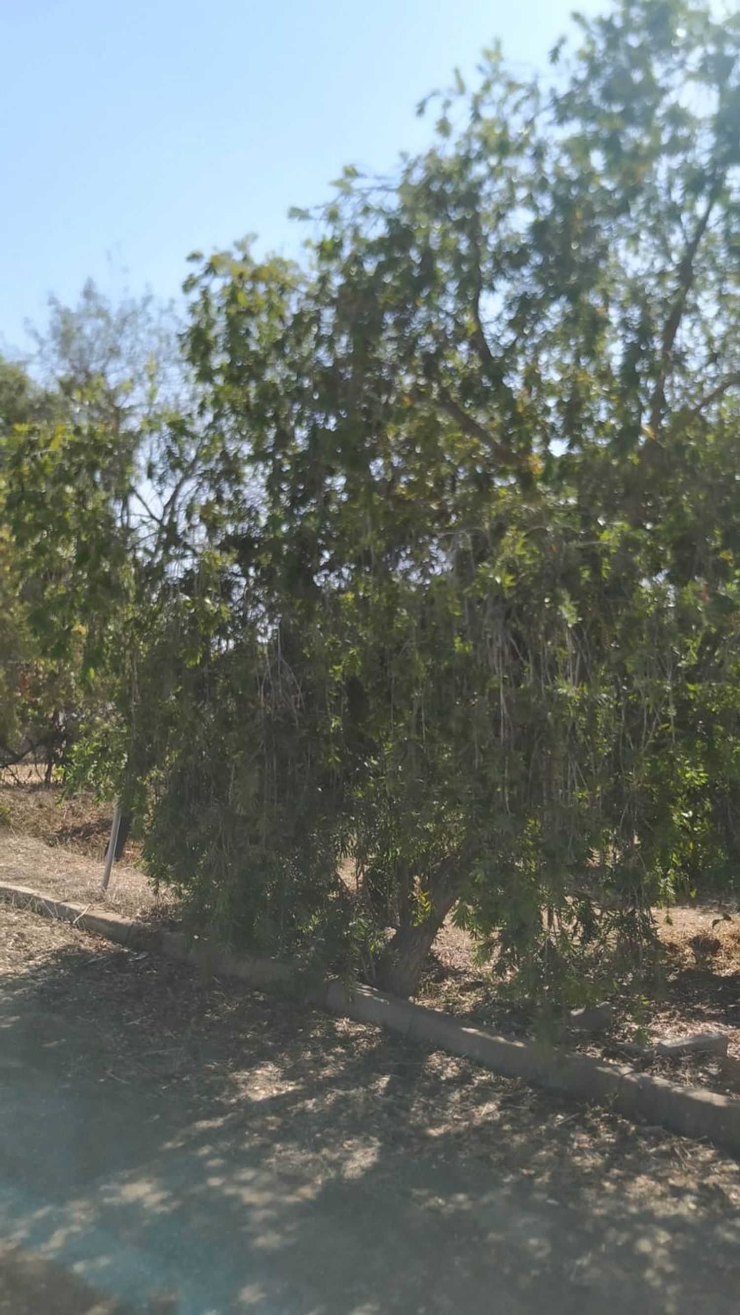 Finca rústica en Diseminados dirección a Puñanilla s/n - Foto 17