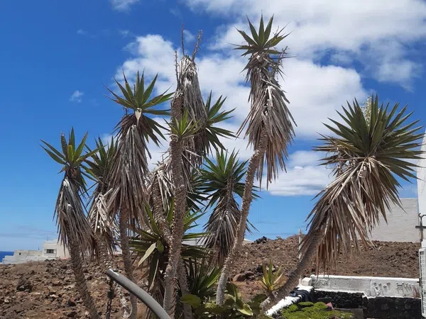 Casa o chalet independiente en Costa Teguise, Costa Teguise - Foto 4