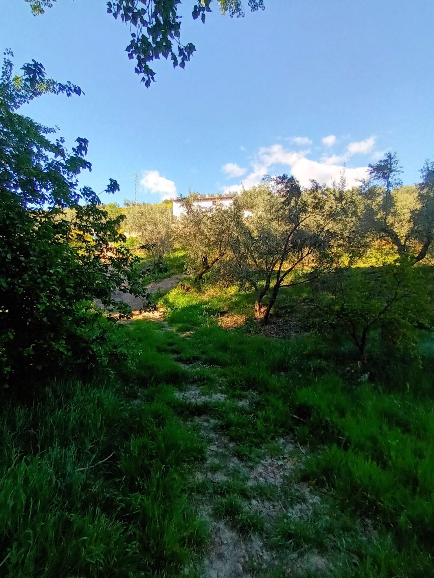 Cortijo en Cortijo en Calle Antonio Machado s/n - Foto 7