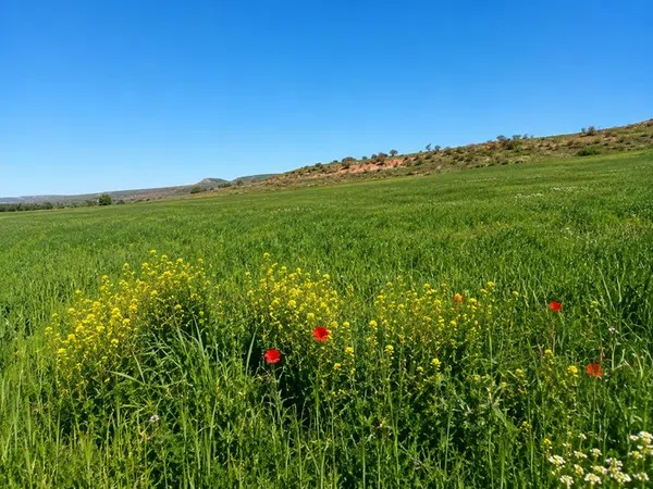 Cortijo en Carretera Ciudad Real-Murcia s/n - Foto 5