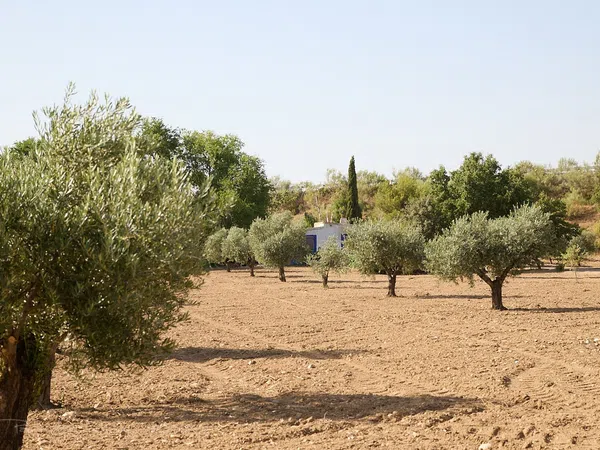 Finca rústica en Camino de la Mata s/n - Foto 10
