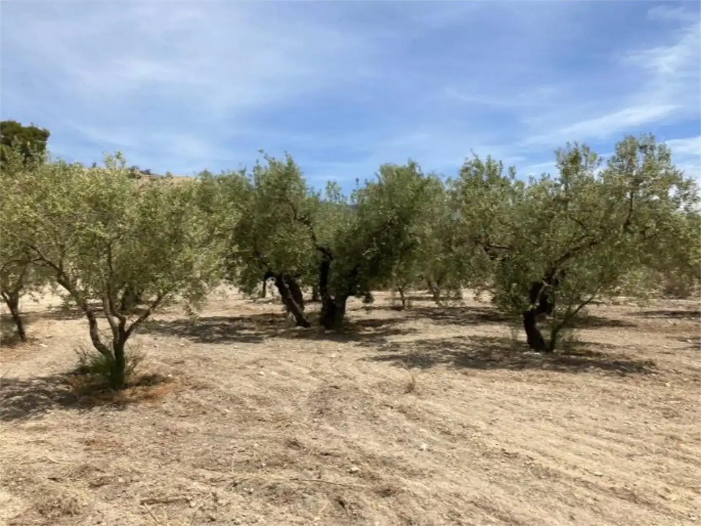 Finca rústica en  Carrer del Mestre Torroner 2 - Foto 18