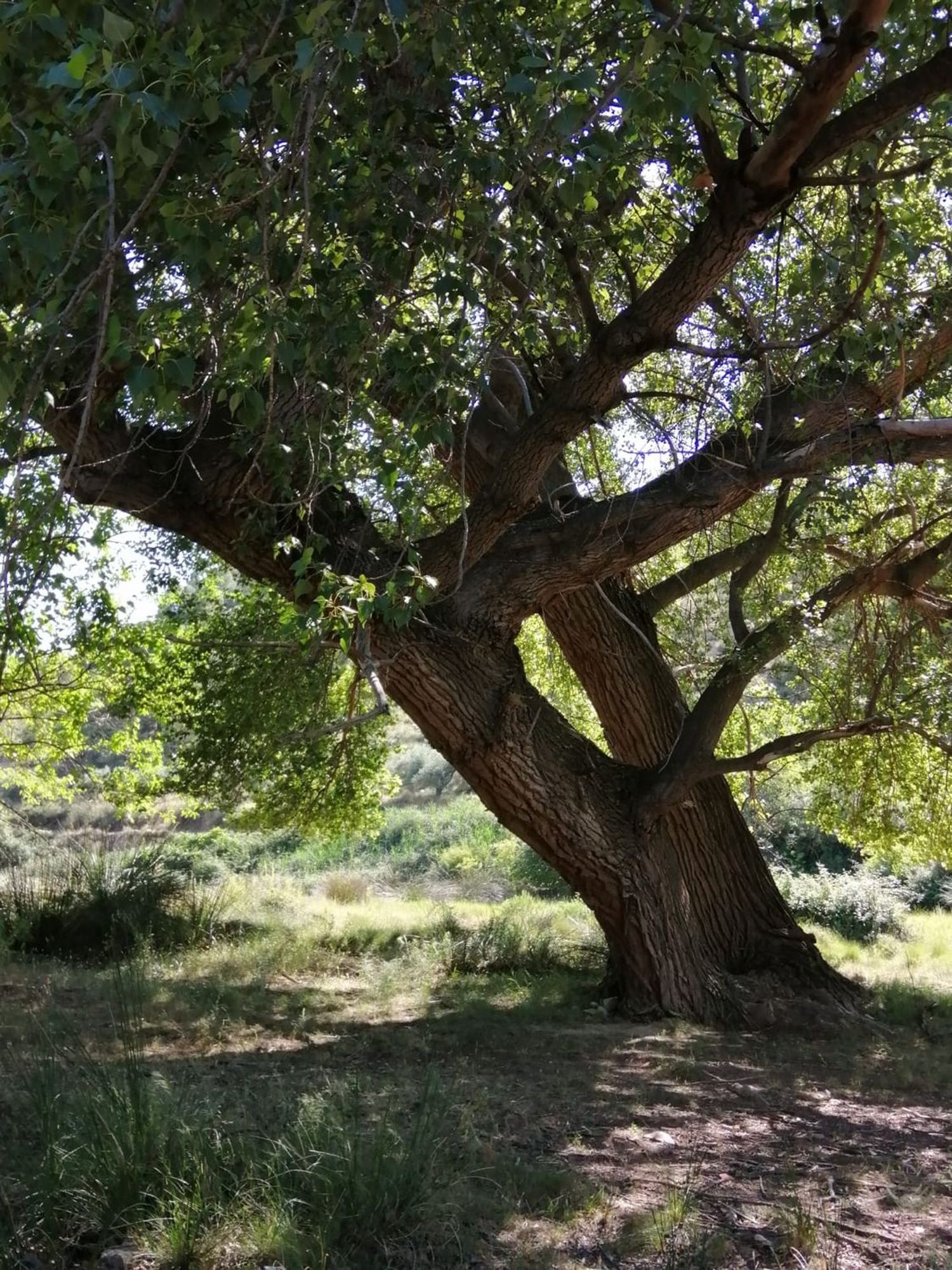 Cortijo en Cortijo Los Hipólitos s/n - Foto 8