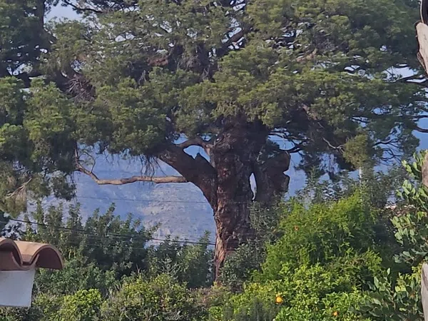 Finca rústica en Altea Pueblo, Altea Pueblo - Foto 19