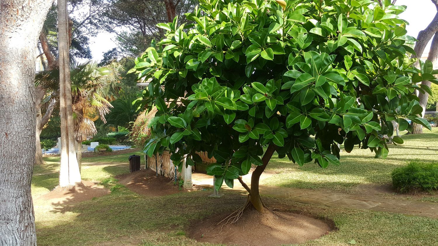 Ático en Calle Murillo, 4, Santa Ponça, Santa Ponça - Foto 17