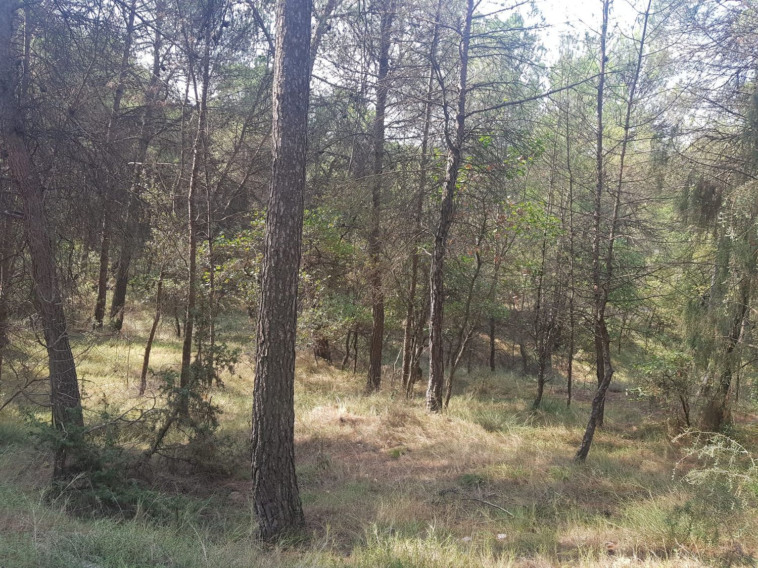 Finca rústica en Carretera del Mujal, 1 - Foto 2