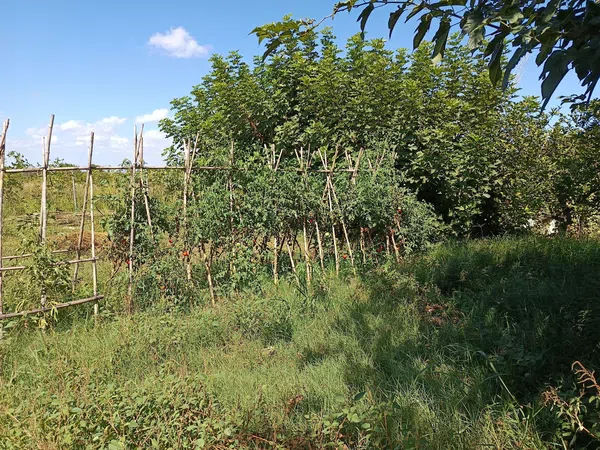 Cortijo en Cortijo en Partida Poligono 22, 220, Zona Llombai, Zona Llombai - Foto 22