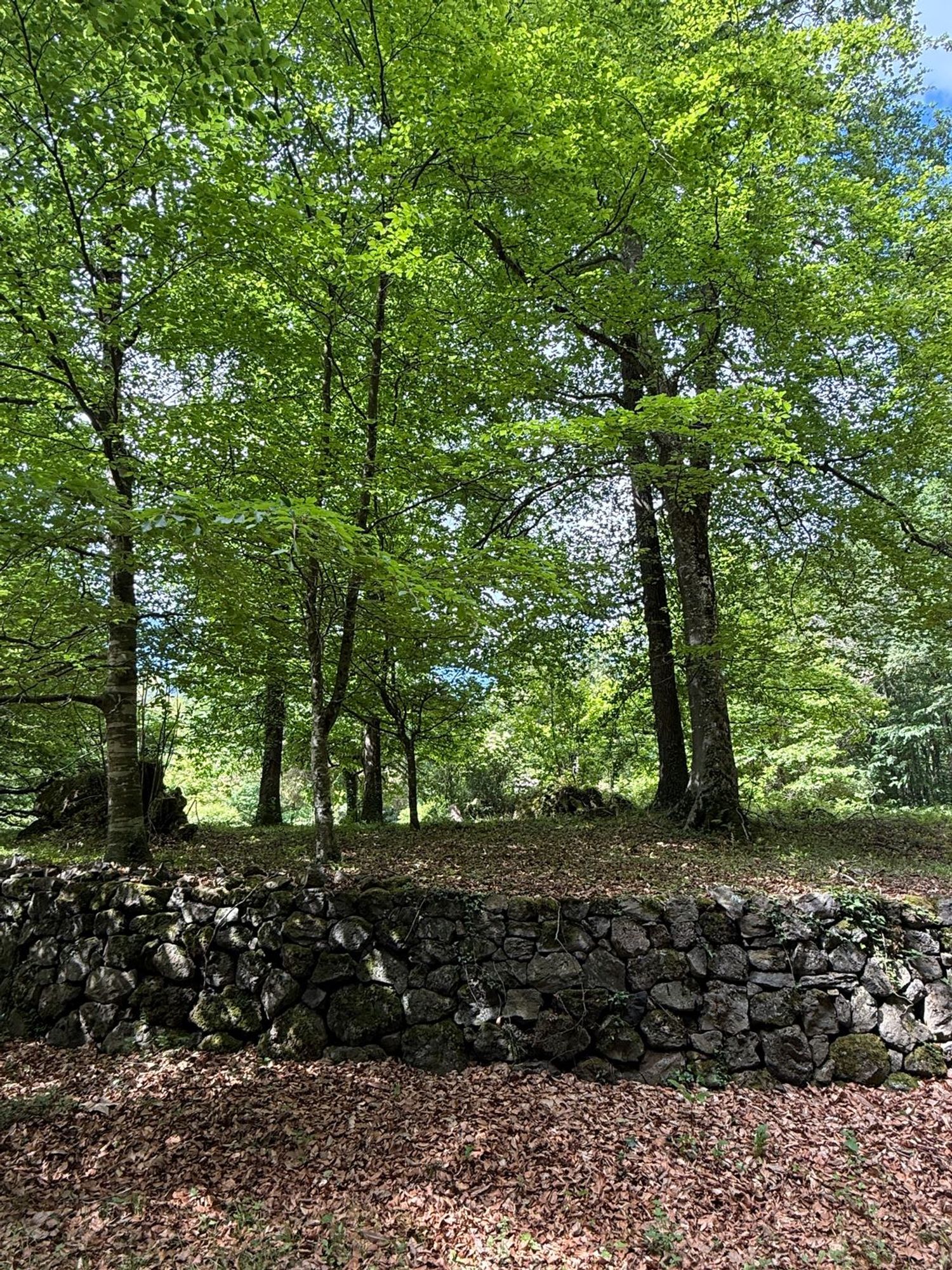 Finca rústica en Camino Vial, 27 - Foto 4