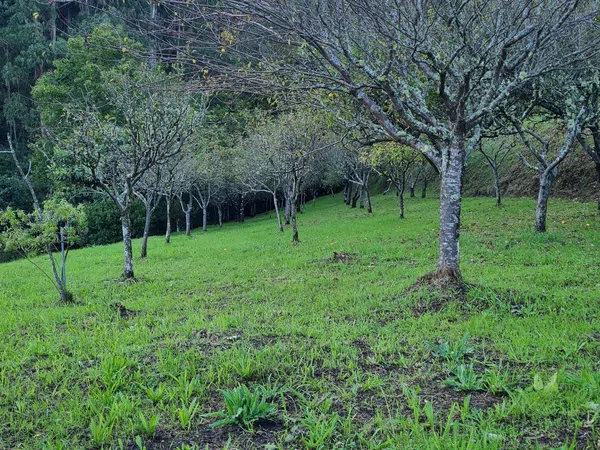 Casa de pueblo en A Carreira s/n - Foto 17