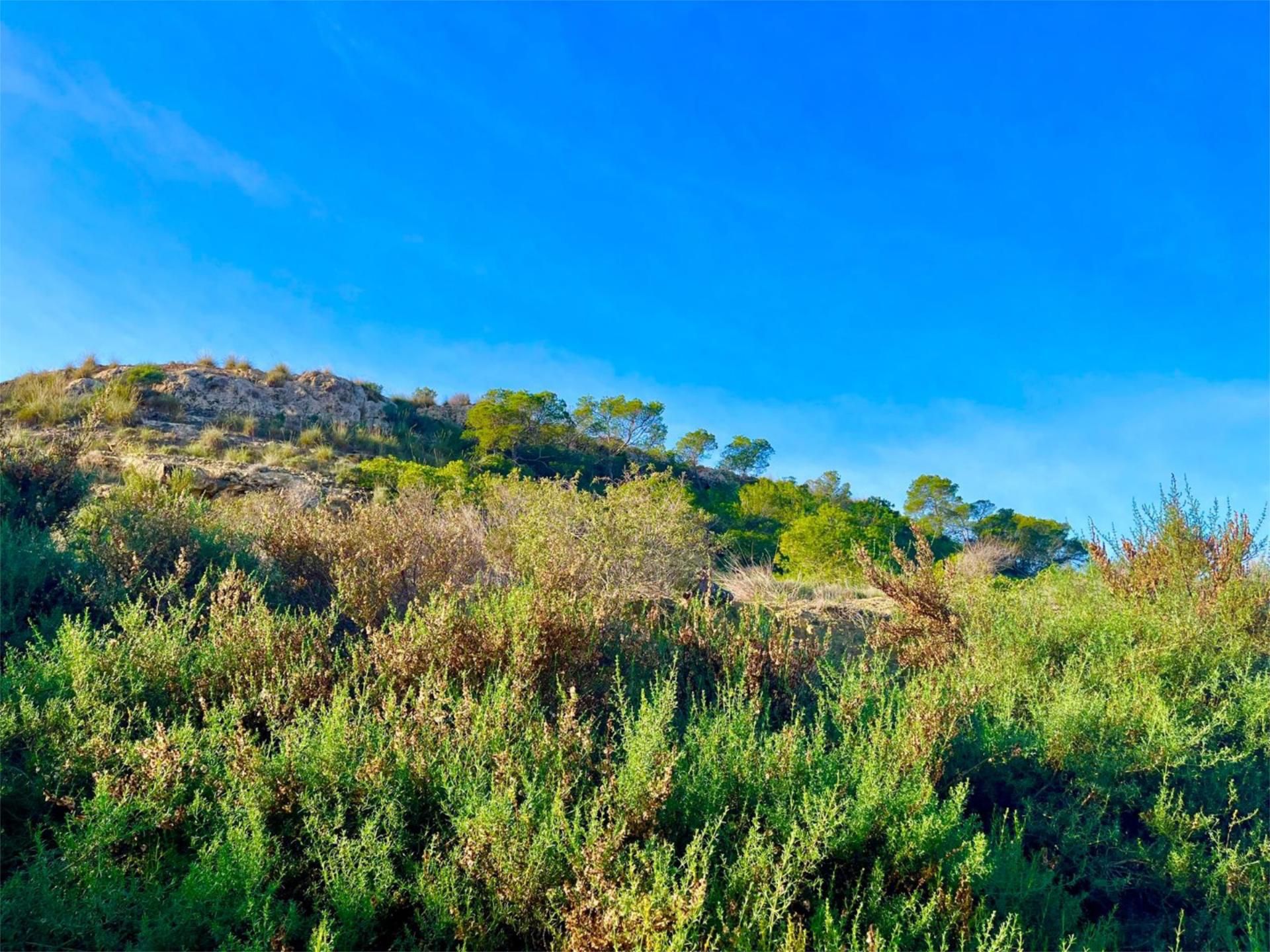 Finca rústica en  Camino Viejo de Saladas 10 - Foto 17