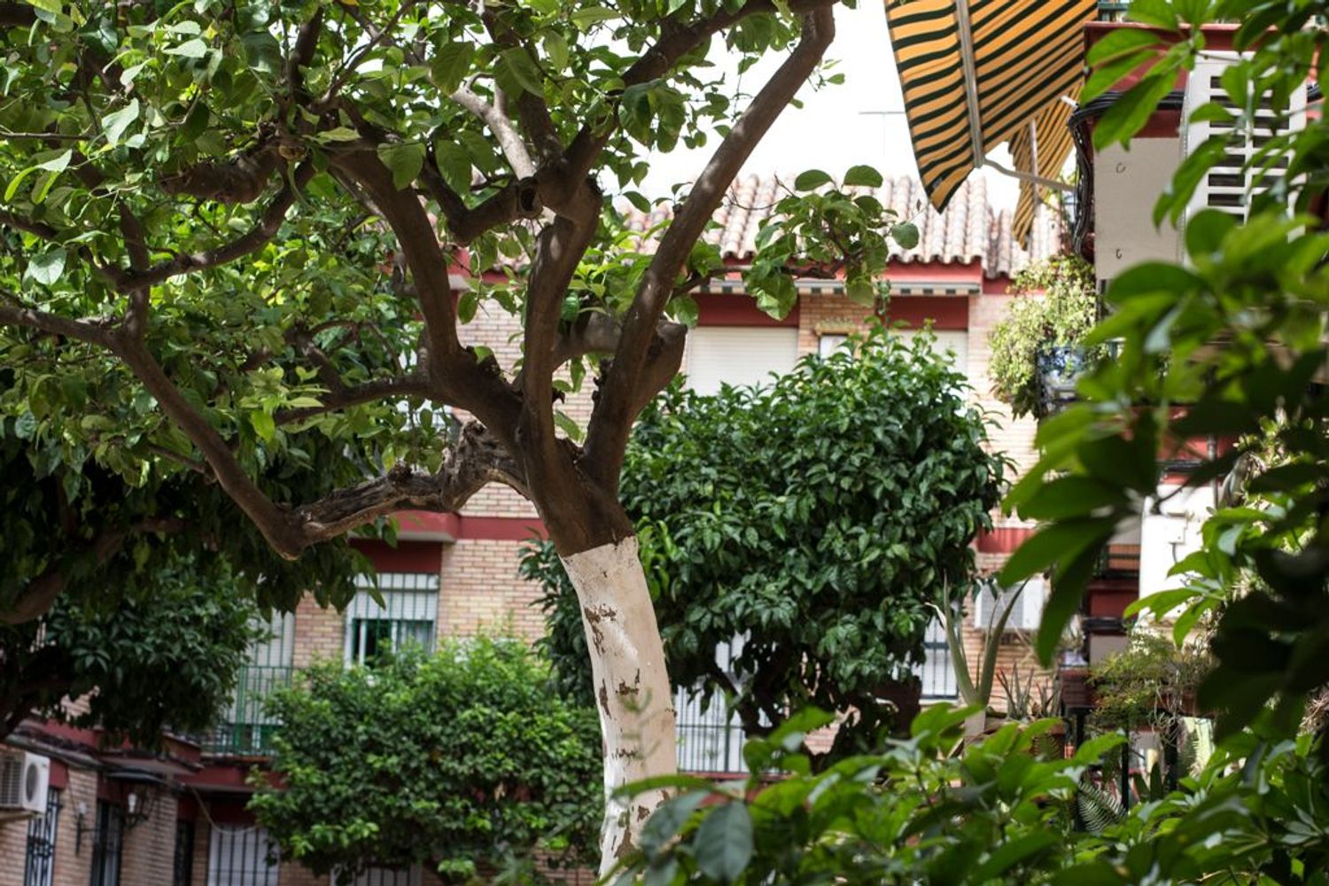 Piso en Calle San Jacinto, 25, Calle Betis - Pagés del Corro - Foto 10