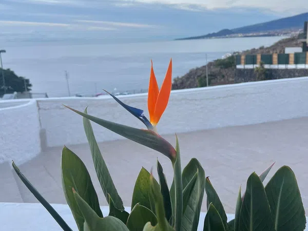 Chalet adosado en avenida Marítima, 36 - Foto 12