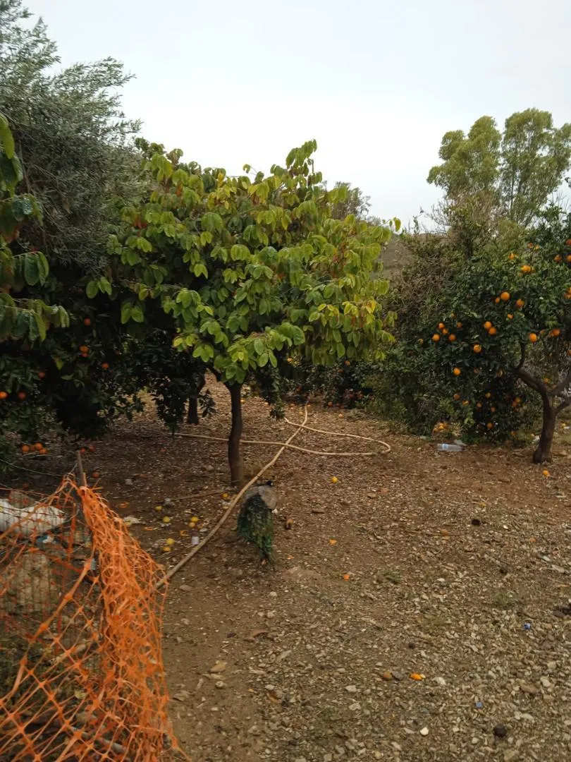 Finca rústica en  Calle Atlántida 242 - Foto 10