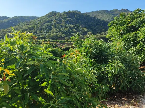 Finca rústica en Lugar Albuqueria, 1 - Foto 4