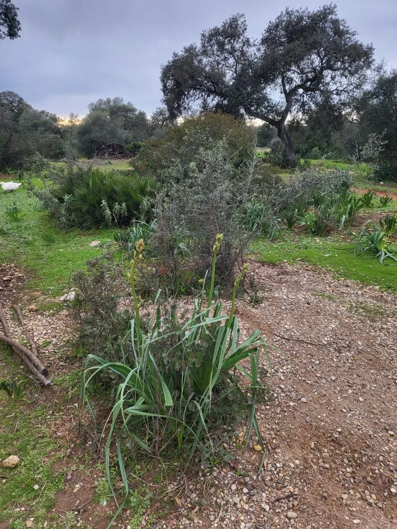 Finca rústica en  Calle Héctor Villa-Lobos 5 - Foto 7