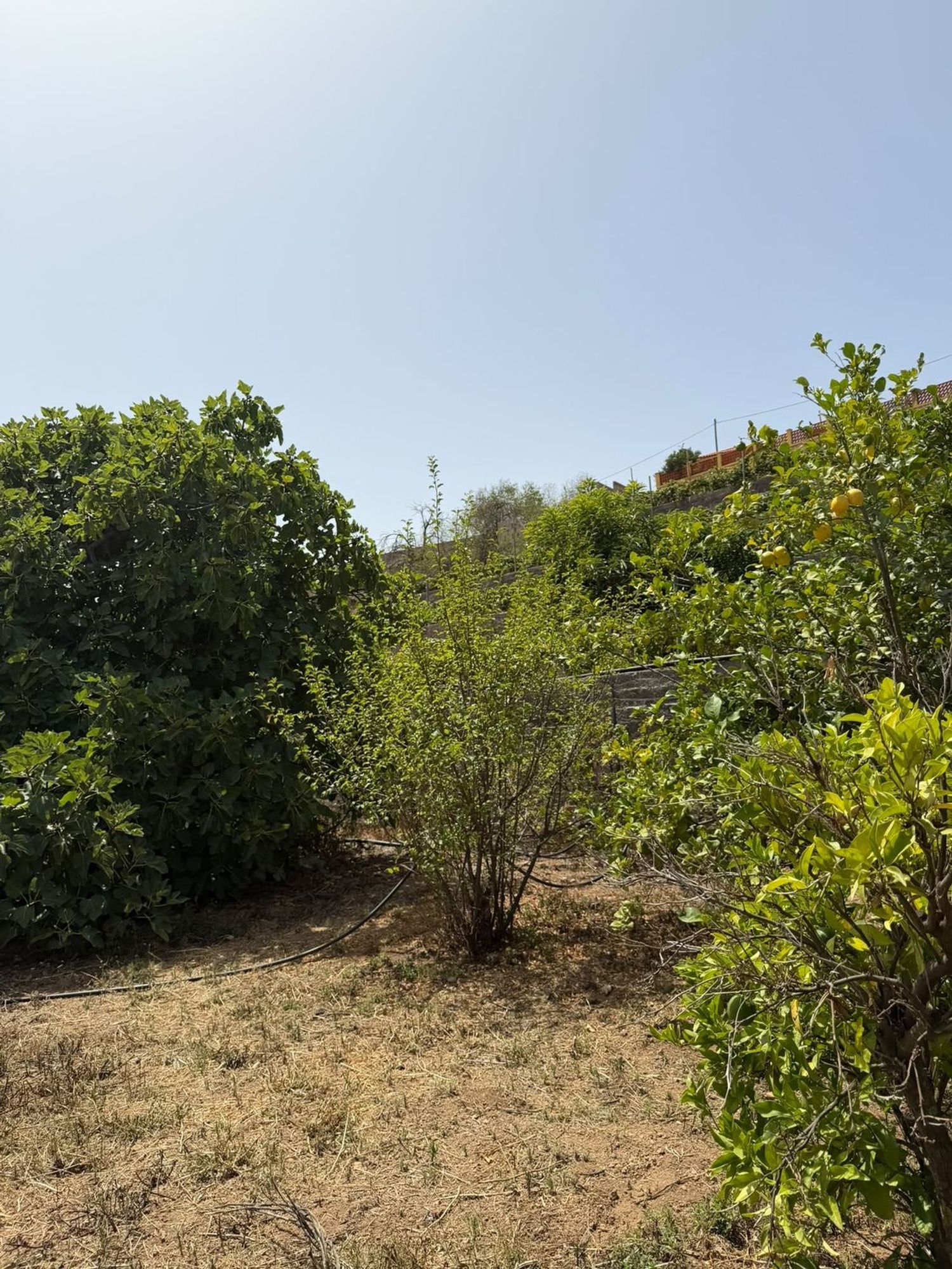 Finca rústica en Crta ortiz s/n - Foto 18