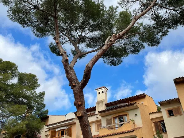 Chalet adosado en Calle Bell Puig, 41 por arr, Cas Catala, Cas Catala - Foto 3