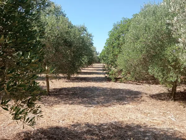 Finca rústica en Son santandreu, 541 - Foto 13