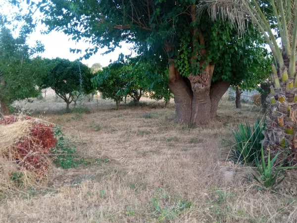 Finca rústica en Ma-3440 s/n, Zona periurbana, Zona periurbana - Foto 1