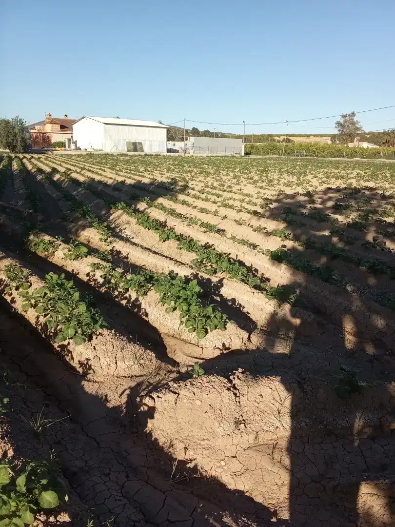 Finca rústica en  Carril de los Murcia 5 - Foto 8