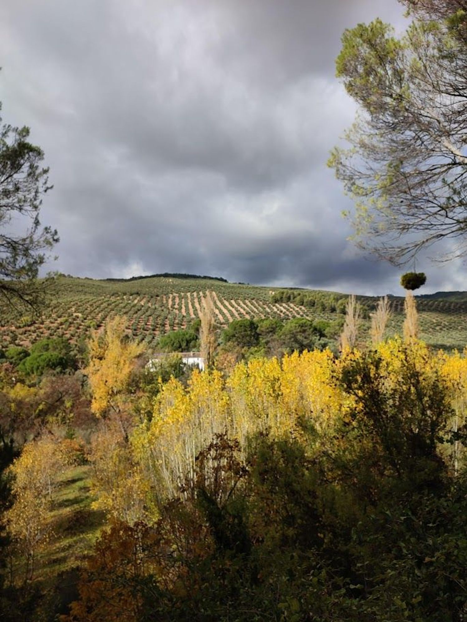 Cortijo en Carretera a Cortijos Nuevos s/n - Foto 5