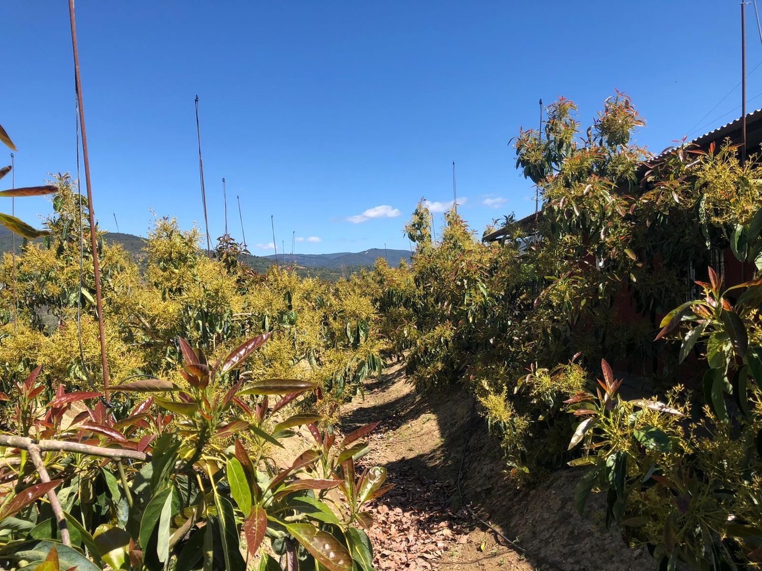 Finca rústica en Vega de granados 5, 5 - Foto 7
