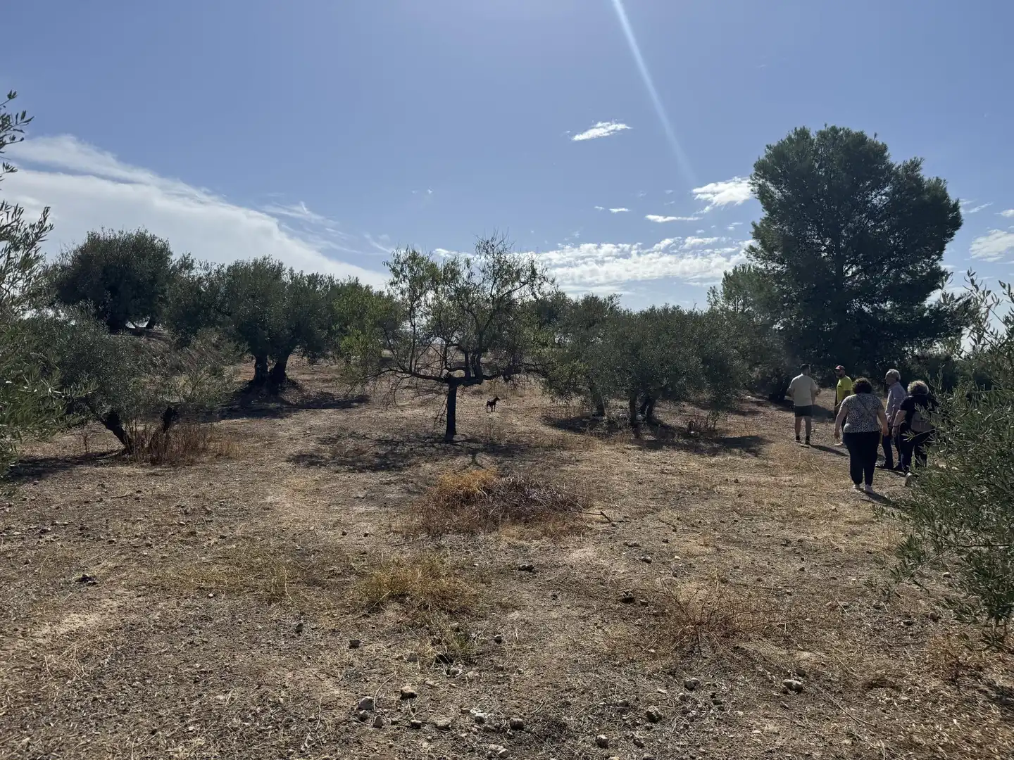 Finca rústica en  Prolongación Cañada del Tovar 34 - Foto 7