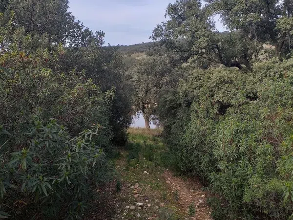 Finca rústica en Sierra de Mampar s/n - Foto 12